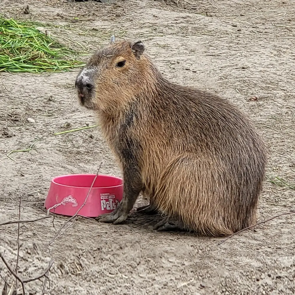 Mini Zoo dla dzieci - kapibara- Farma Goławice 50 km od Warszawy