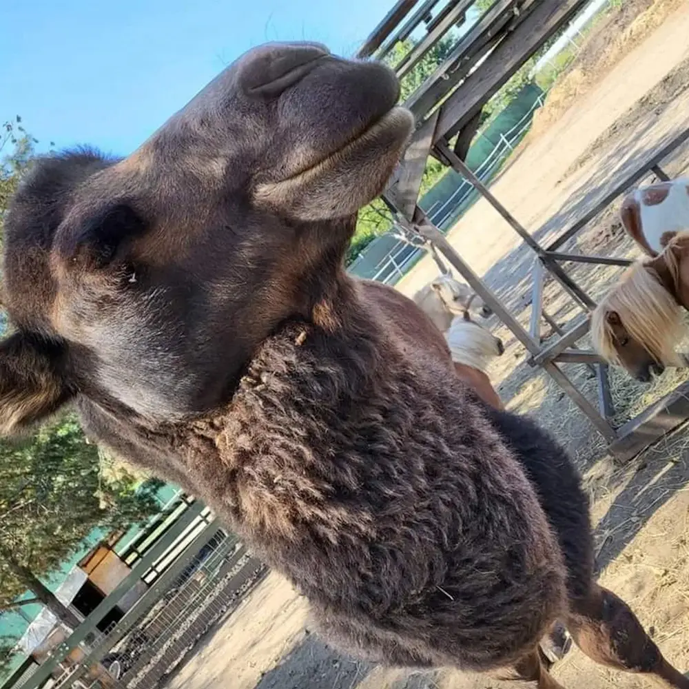 Mini Zoo dla dzieci - wielbłąd- Farma Goławice 50 km od Warszawy