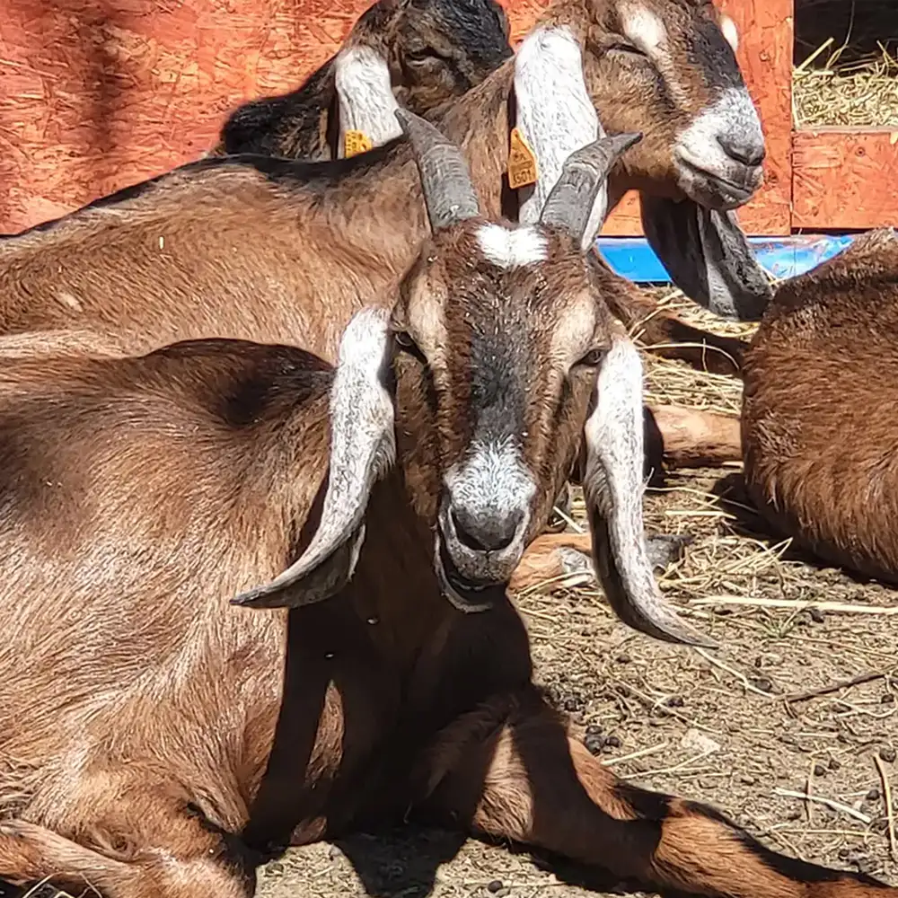 Mini Zoo - kozy anglonubijskie - Farma Goławice