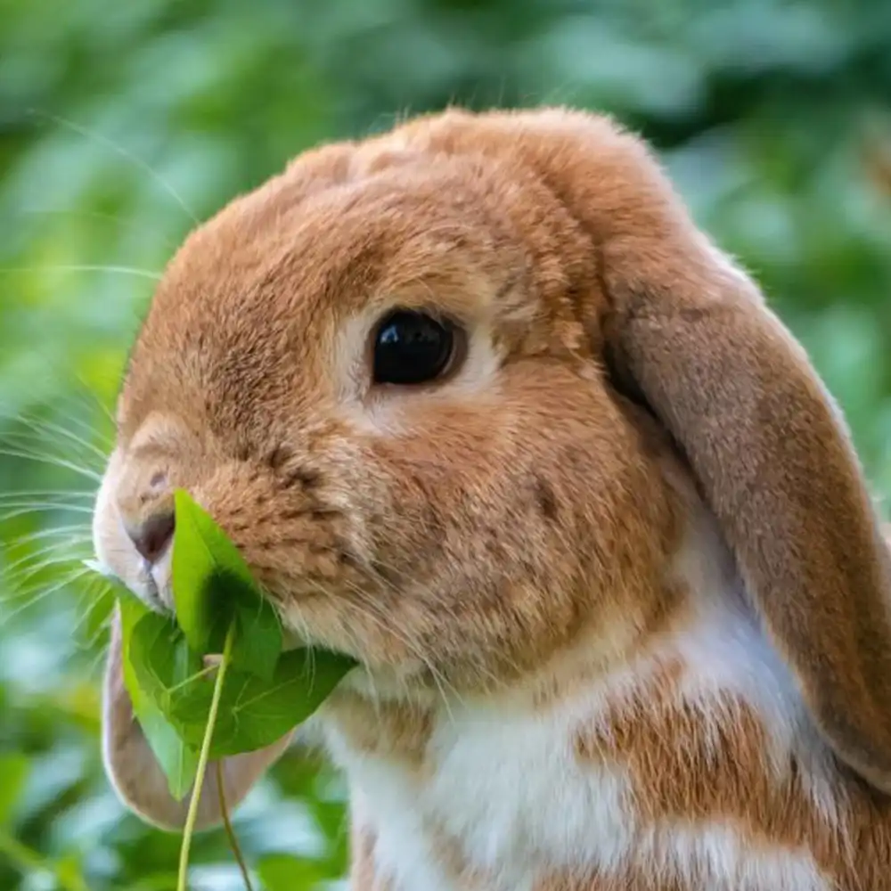 Mini Zoo - królik - Farma Goławice