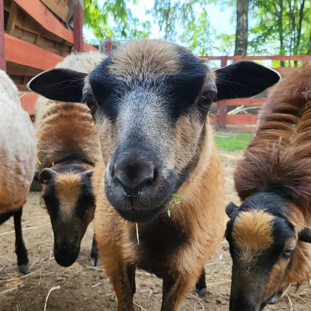 Mini Zoo - owce kameruńskie - Farma Goławice