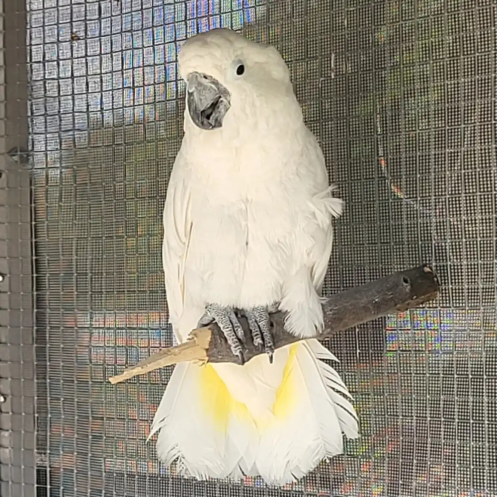 Mini Zoo - papuga kakadu - Farma Goławice