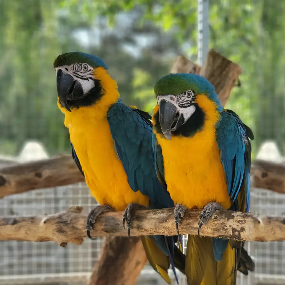 Mini Zoo - papugi ara - Farma Goławice