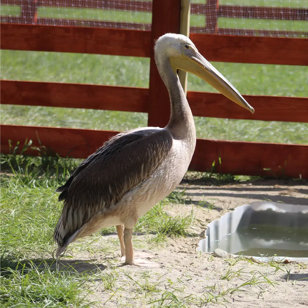 Mini Zoo - pelikan - Farma Goławice