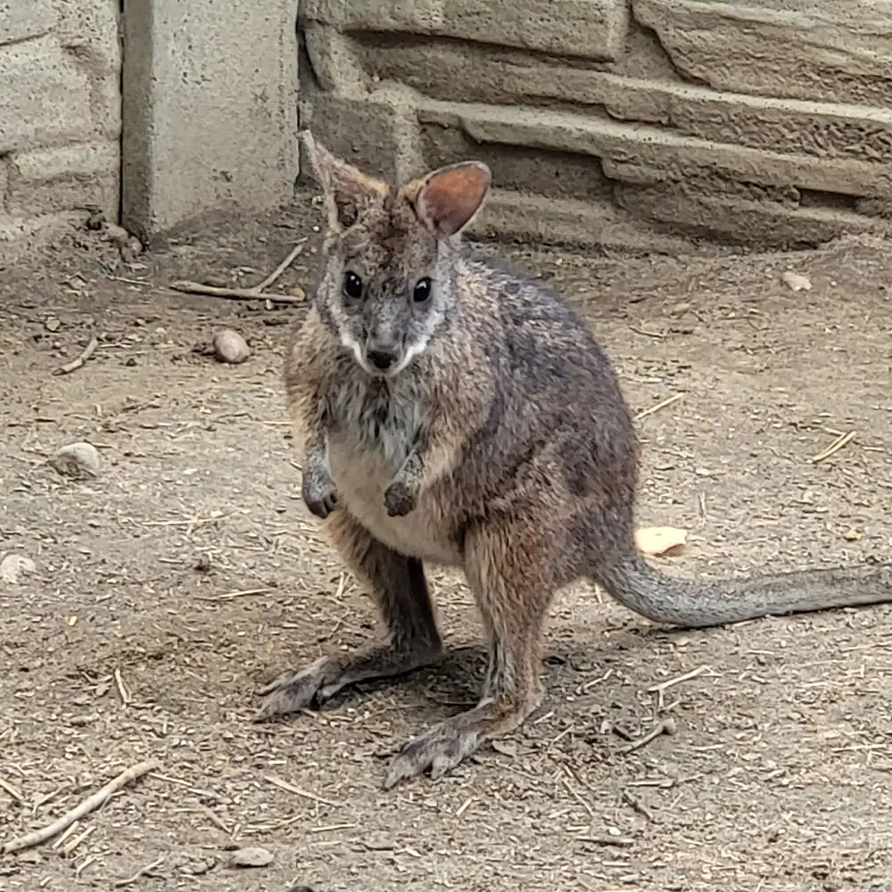 Mini Zoo - Kangur