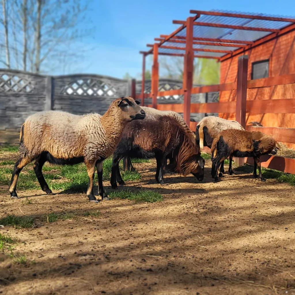 Wiosna w Mini Zoo na Farmie Zwierząt blisko Warszawy